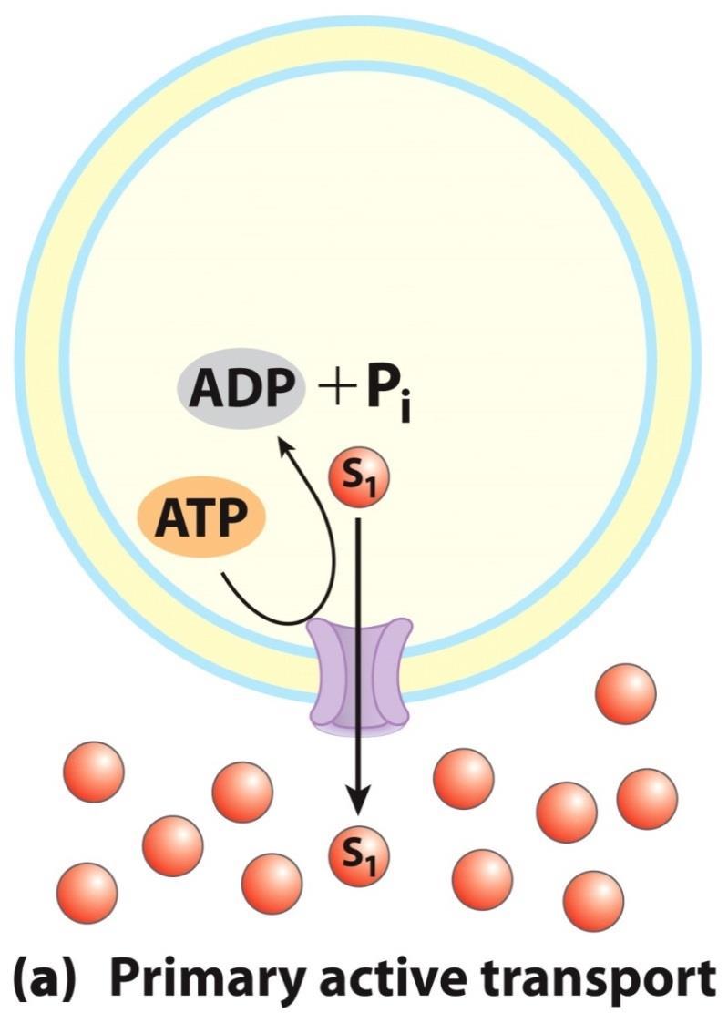 4E. Active Transport In primary active transport, the energy released by ATP hydrolysis (for example)