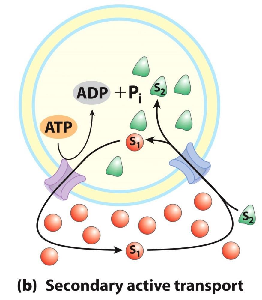 4E. Active Transport In secondary active transport, a gradient of ion S1 has been established by primary active transport.