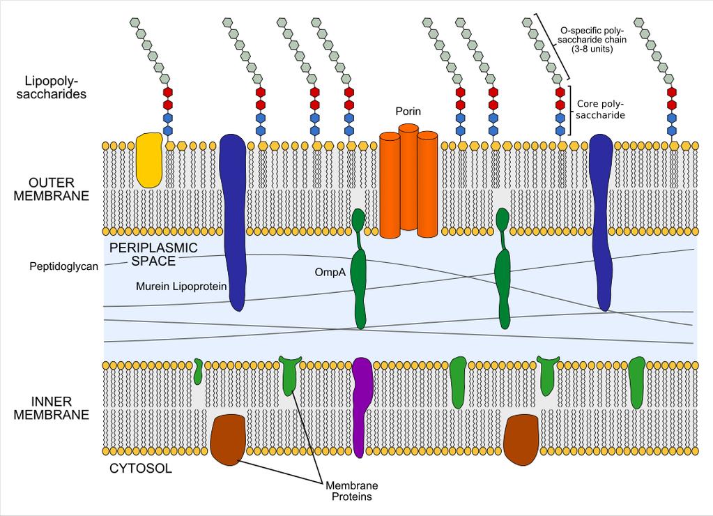 3. Outer-Membrane Receptor Proteins for Ferric Siderophores Bacteria have evolved high-affinity outer-membrane receptor proteins for binding