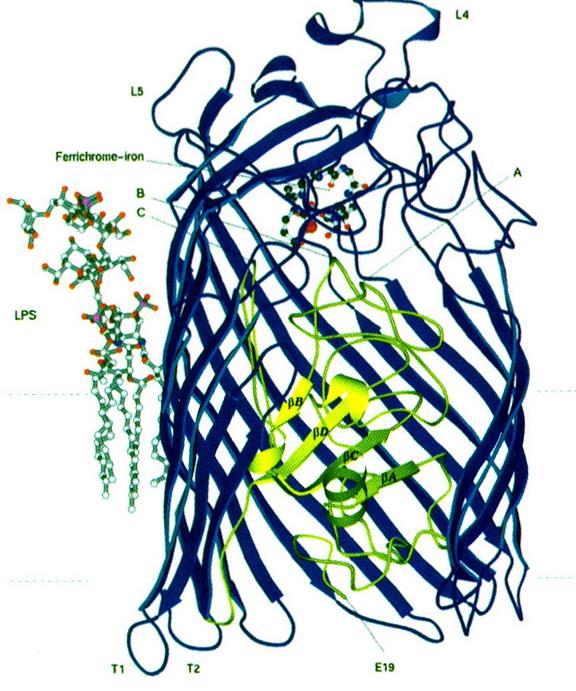 3. Outer-Membrane Receptor Proteins for Ferric Siderophores B.