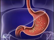 Chapter 15 Gastrointestinal System Dr. LL Wang E-mail: wanglinlin@zju.edu.