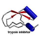 Trypsin Inhibitor Inhibits the activity of trypsin and thus guards against the