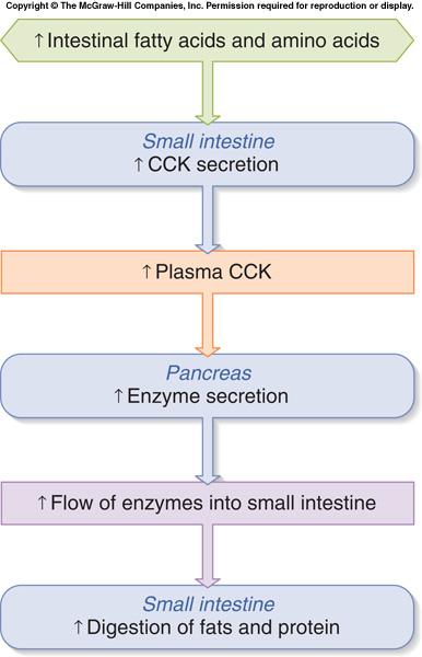 Cholecystokinin s receptors are located: in the pancreas, which responds with additional enzyme delivery in the gallbladder,