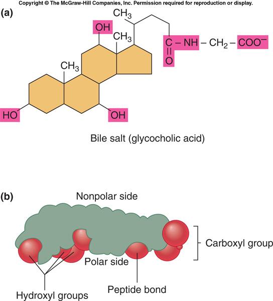 A molecular model of a bile salt, with the cholesterol-derived core in yellow.