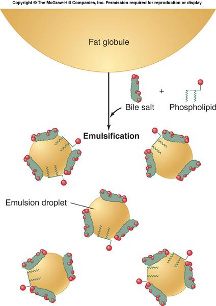 Bile salts and phospholipids convert large fat globules into smaller
