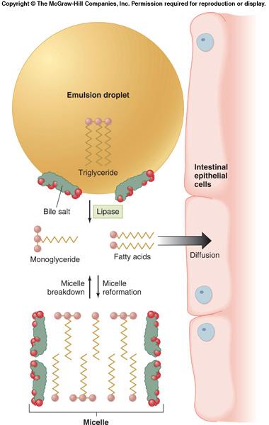 Emulsified fat globules are small enough that lipase enzymes gain