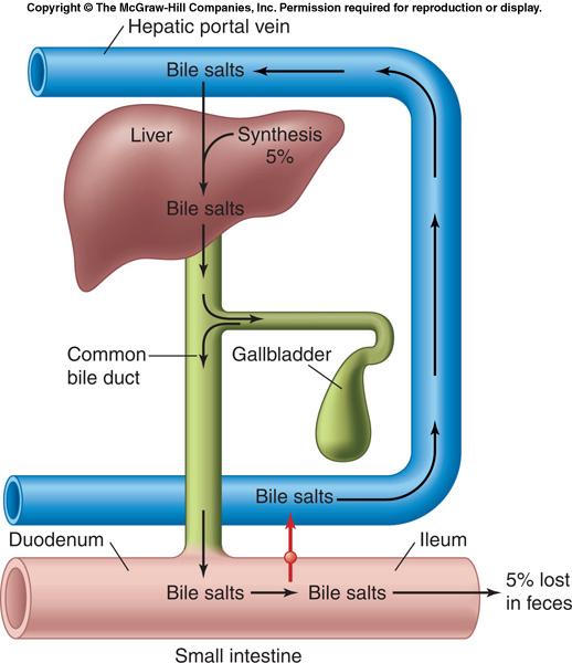 (4) Increasing bile synthesis & secretion Up to 95% of the cholesterol-based bile salts are recycled