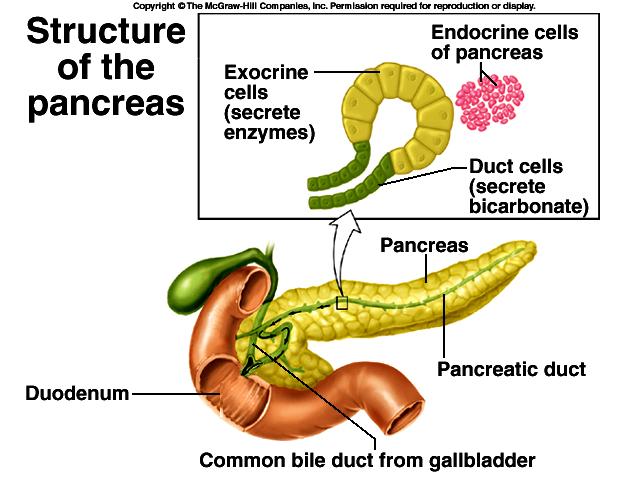 The exocrine cells in the pancreas play a central role in the production of digestive
