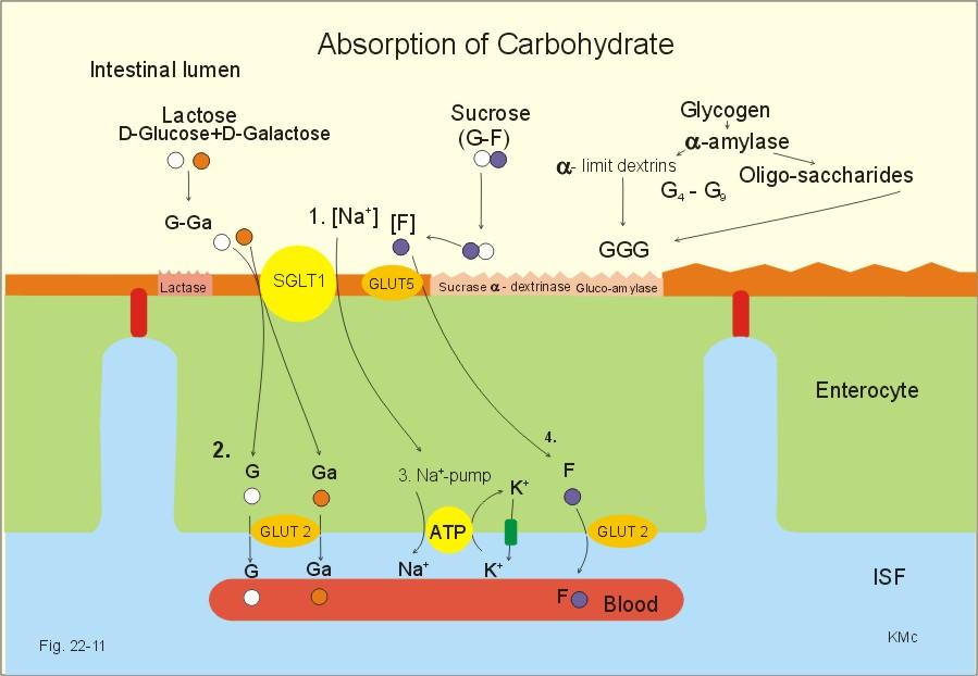 (1) Glucose and galactose: Secondary active transport