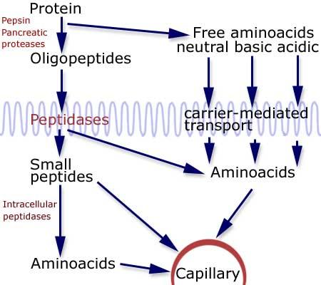 3. Proteins In the form of dipeptides,
