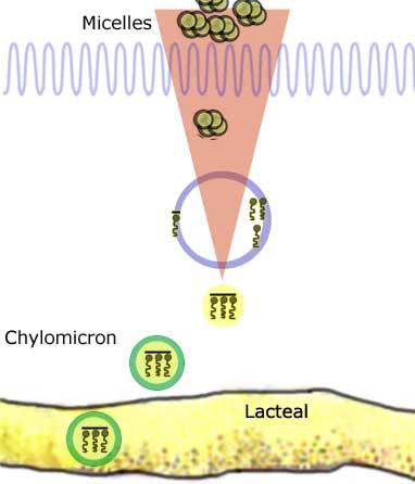 monoglycerides micelles bump into epithelial