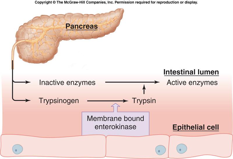 Were digestive enzymes synthesized in their active form, they would digest the very cells