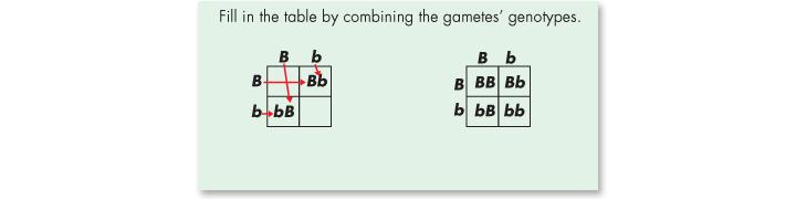 Draw a table with enough squares for each pair of gametes from each parent. In this case, each parent can make two different types of gametes, B and b.