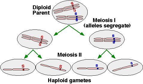 6. Two laws of heredity. a. The Law of Segregation - alleles separate when gametes are formed. 5/19/14 mendelian genetics3 13 6. Laws, continued b.
