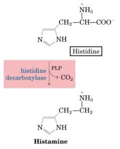Clinical Note: Histamine stimulates acid secretion in the stomach.