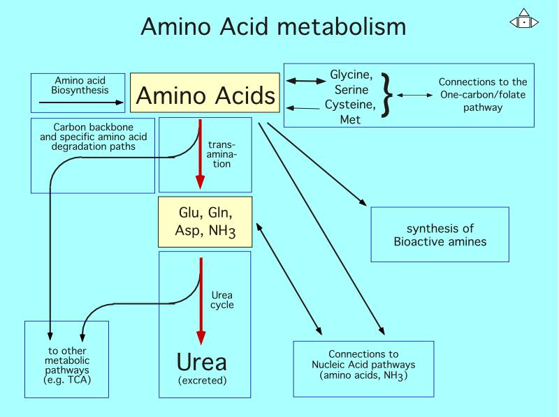 Ammonium Ion * Oxidation of α Keto Acids for