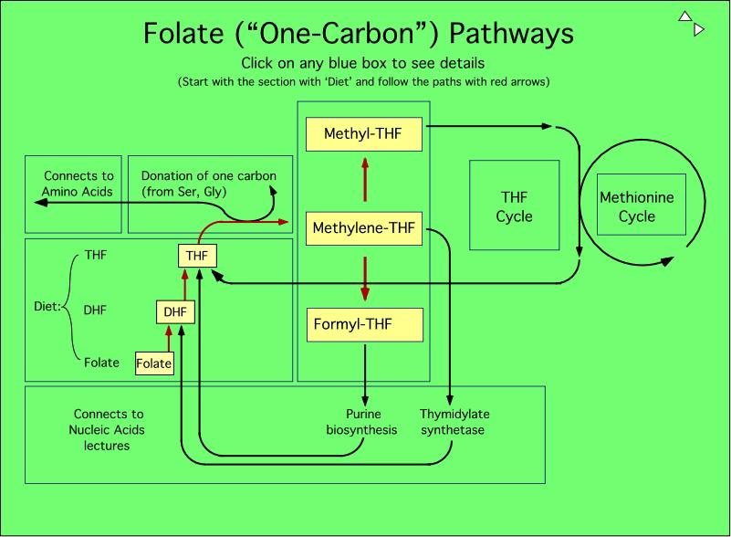 Folates and One-Carbon Metabolism Overview Diet source Do NOT memorize 76 Transport of Metabolic Nitrogen from Periphery to Liver Ammonia itself cannot be transported to the liver for further