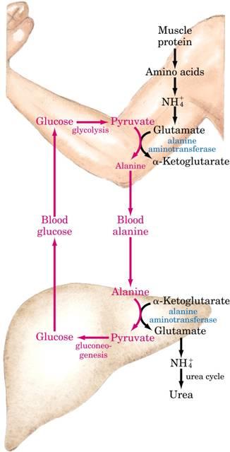Alanine Cycle Another important pathway to transport ammonia groups to the liver from peripheral tissues is the Alanine cycle (Fig.29).