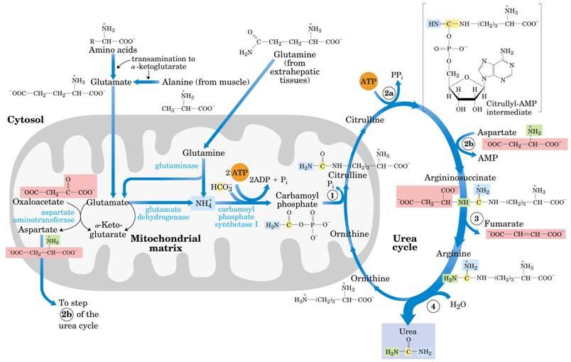 THE UREA CYCLE First of all note that the reactions involved in the Urea Cycle are distributed between the liver mitochondria & the cytosol. One amino group enters the cycle from Carbamoyl phosphate.