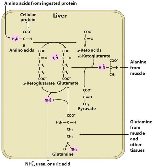 The LIVER is the central organ responsible for AA metabolism CENTRAL ROLE 7 Contribution to metabolic energy varies depending on the organism.