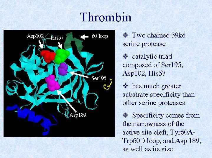 Thrombin active