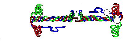 Schematic Model of Native Fibrinogen Fibrinogen is a symmetric dimeric structure consisting of three