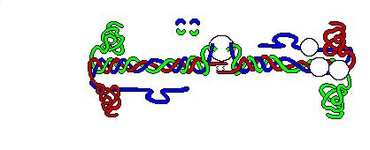Fibrin Assembly: Non-covalent interaction between E- and D-domains This type of fibrin is extremely