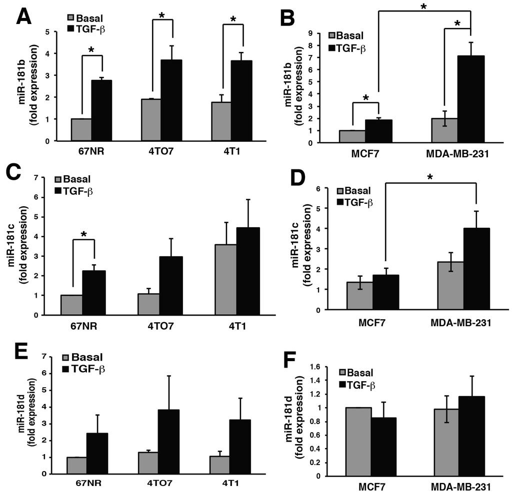Supplementary Figure 5: Taylor et al Supplemental Figure 5 TGF-β stimulates the expression of mir-181 family members in murine and human breast cancer cells.