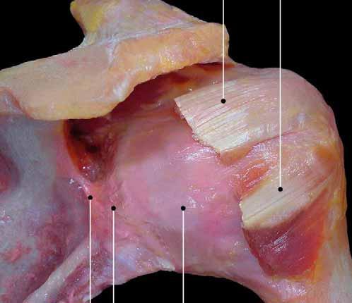 - origin: infraspinatus fossa laterale margin - insertion: greater tuberosity - suprascapular nerve