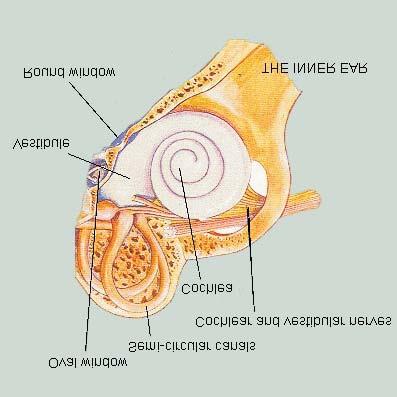 Figure x: The middle ear. resistance to the transmission of vibrations below 2000 Hz. Sound intensity is reduced by about 10 to 30 db, partially protecting the inner ear from damage.