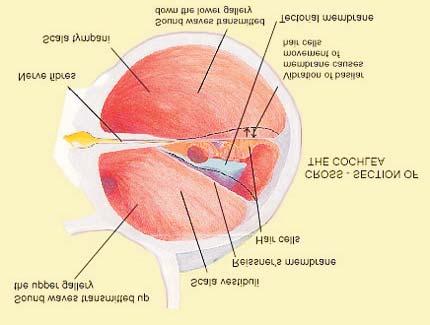 5. The Inner Ear. This is the most important part of the ear for hearing and contains the structures which are damaged by excessive noise.