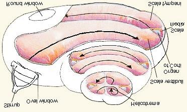 and orientation; the cochlea - a bony spiral organ, about 35 mm long, shaped like a snail shell of 2 1/2 turns. (Cochlea means "snail" in ancient Greek.
