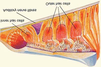 The organ of Corti contains the sensory hair cells which are embedded in supporting cells attached to the basilar membrane. There are two types of hair cells - inner and outer.