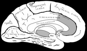 The anterior cingulate cortex the
