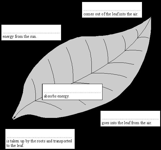 Q13. The diagram shows how a leaf of a green plant makes glucose.