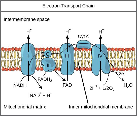 OpenStax-CNX module: m56770 7 Figure 3: The electron transport chain is a series of electron transporters embedded in the inner mitochondrial membrane that shuttles electrons from NADH and FADH 2 to