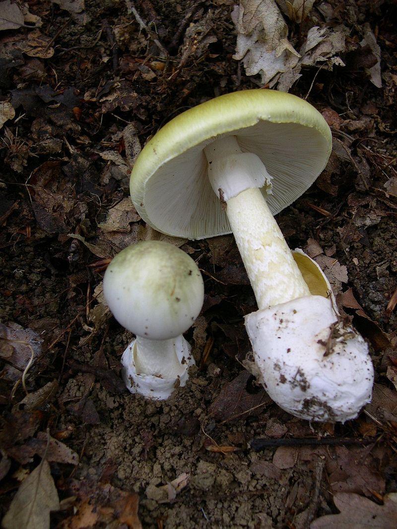 Which mushroom is this? 1. Agaricusbisporus 2.