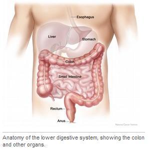 intestine are called the large bowel or colon. The last 6 inches are the rectum and the anal canal.