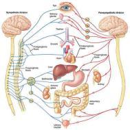 Nervous system Endocrine system Blood