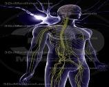 nervous system (PNS) Autonomic nervous