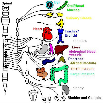 Autonomic Nervous System (ANS) The autonomic nervous system (ANS) regulates the functions of our internal organs (the viscera) such as the heart, stomach and intestines.