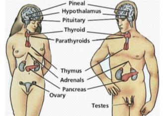 Endocrine System Describe the endocrine system Give the essential function of the following hormones Insulin ADH Adrenalin (epinephrine) Aldosterone Thyroxine Give reasons why the hypothalamus and