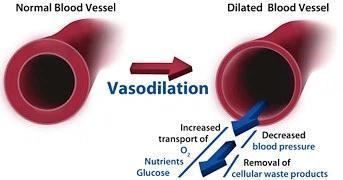Blood System Vasodilation means the smooth muscles in your blood vessel walls relax causing them to widen.