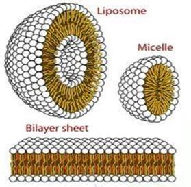 finally, the different structures of phospholipids. The difference between a liposome and a micelle is the interior, the liposome has a hydrophilic interior, while the micelle has a hydrophobic one.