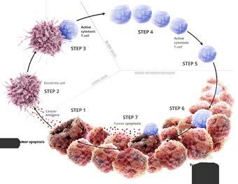 Immune-Cycle in Malignancies 1 T-cells as novel approach aper unspecific immunotherapy and an1bodies Steps 1-3 New an1genes evolve during