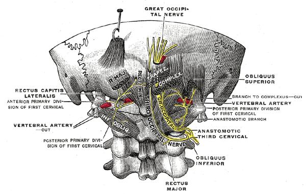 neuralgias Greater Occipital