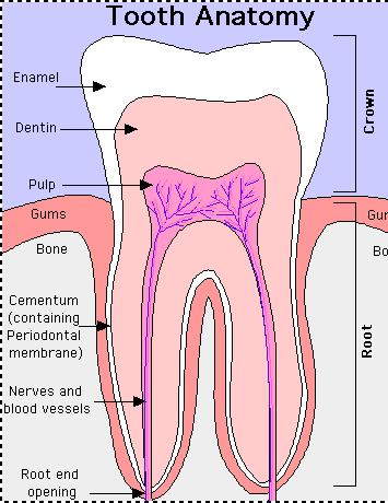Human Tooth, Structure Enamel: Enamel Dentine The hardest and most highly mineralized substance of the body. It consists of 96 % of hydroxyapatite, with water and organic material composing the rest.
