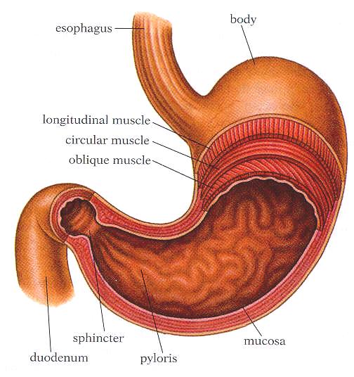 Stomach Extra muscle Preliminary digestion