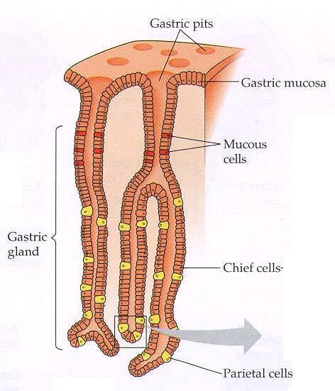 Gastric glands contain 3 types of