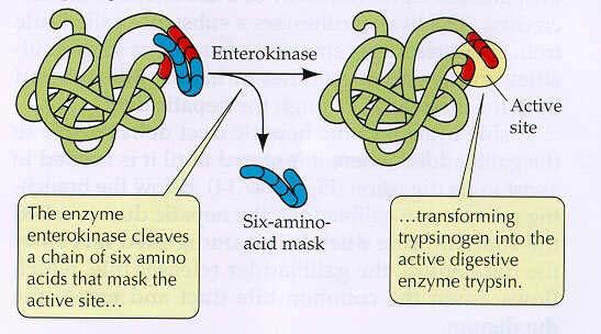 Zymogen activation - they are activated when their